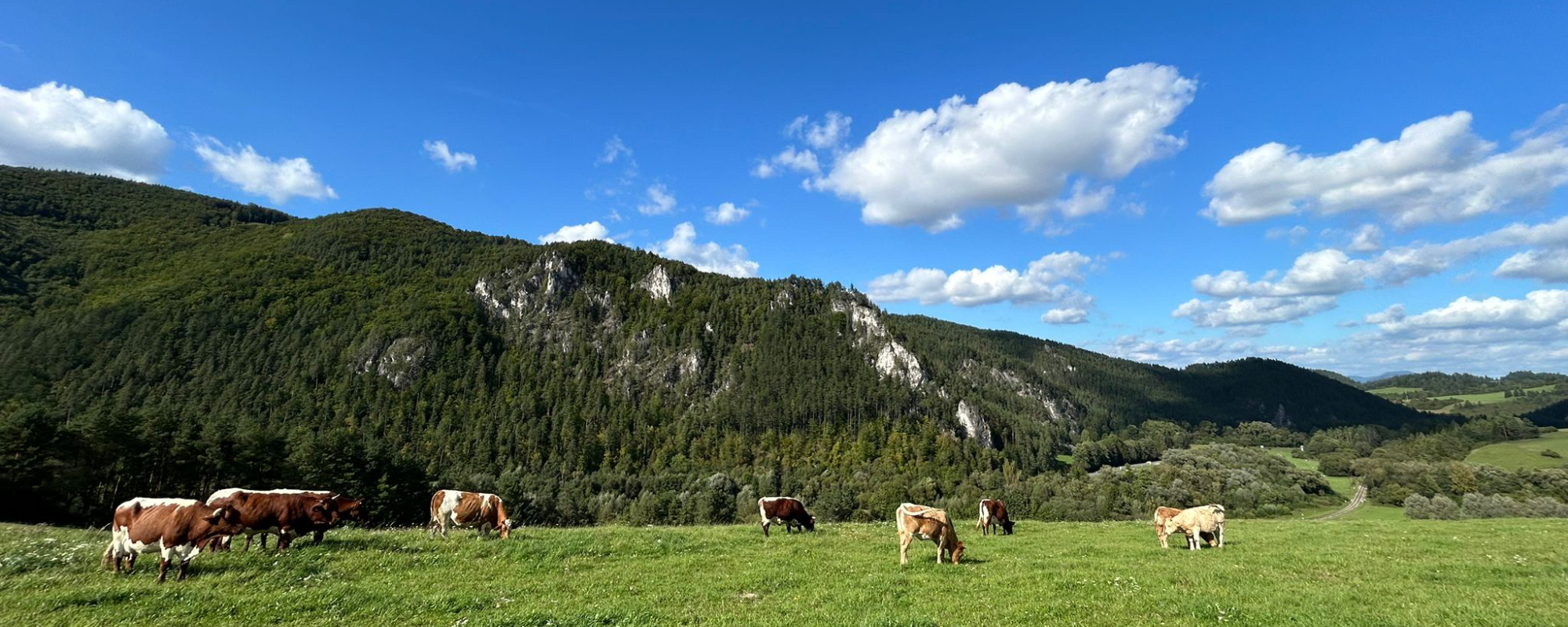Farma Skalka - kravy na lúke